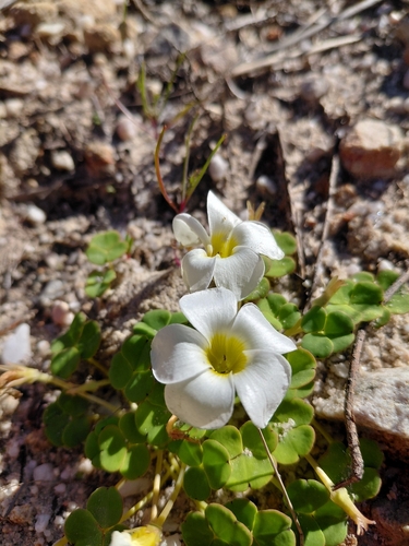 Oxalis depressa, photograph 3