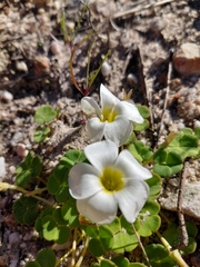 Oxalis depressa, photograph (c) Danie Palm, some rights reserved (CC BY)