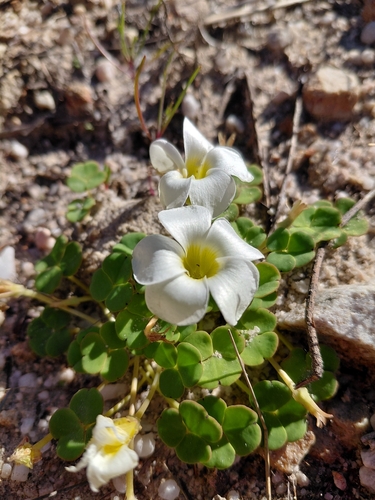 Oxalis depressa, photograph 5