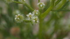 Spermolepis lateriflora