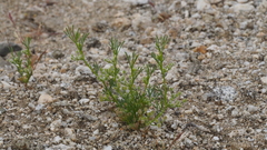 Spermolepis lateriflora