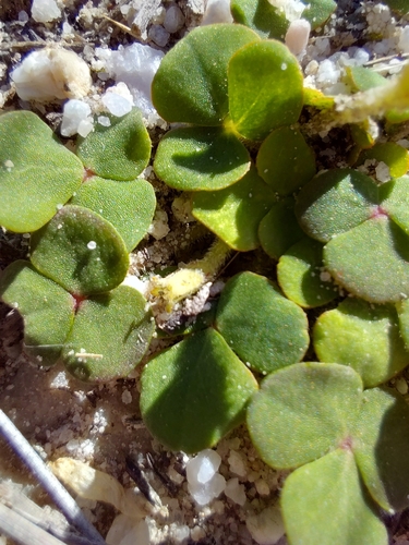 Oxalis pulchella