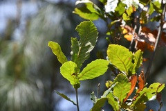 Quercus segoviensis
