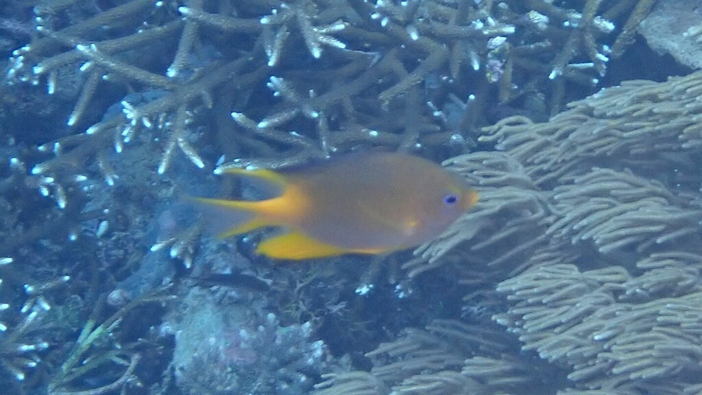 Golden Damsel