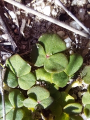 (c) Danie Palm, some rights reserved (CC BY) Oxalis pulchella, photograph (c) Danie Palm, some rights reserved (CC BY)