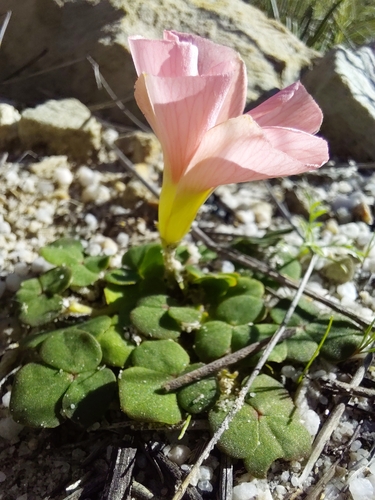Oxalis pulchella, photograph 3