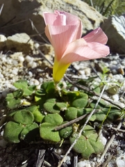 (c) Danie Palm, some rights reserved (CC BY) Oxalis pulchella, photograph (c) Danie Palm, some rights reserved (CC BY)