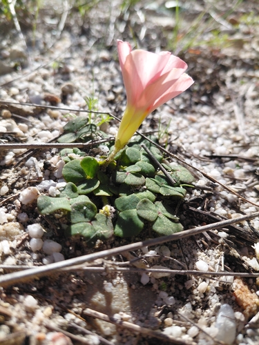 Oxalis pulchella, photograph 4