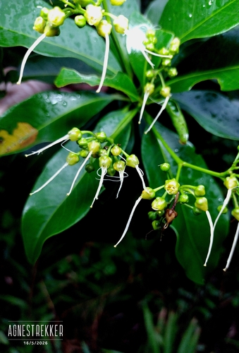 Ixonanthes observed 2026-05-16
