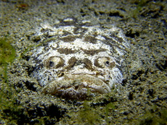 Uranoscopus bicinctus
