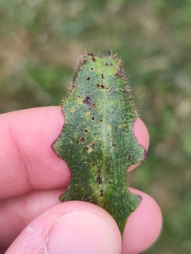 Puccinia hypochoeridis observed 2026-05-16