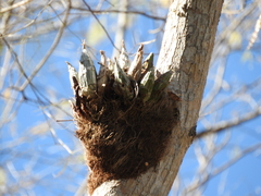 Catasetinae