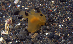Thecacera