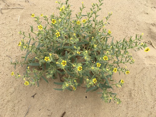 Image of Arnebia Coerulea (Arnebia coerulea) by (c) desertnaturalist, some rights reserved (CC BY)