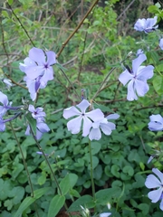 Phlox divaricata
