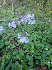 Phlox divaricata