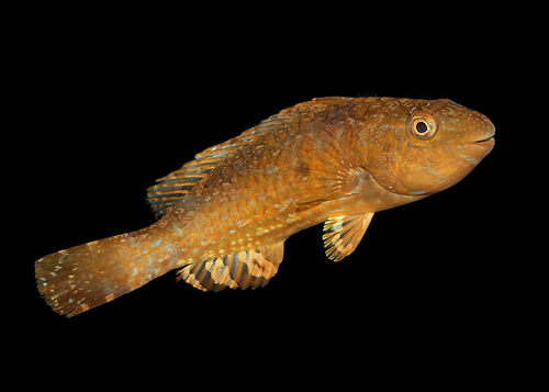 Blue-spotted parrotfish (Leptoscarus vaigiensis) — Scaridae — 2