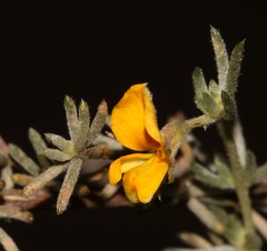 Aspalathus digitifolia