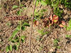 Combretum farinosum