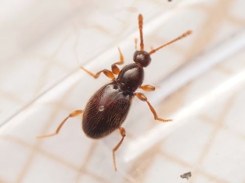 Scydmaenus, 2026-05-16