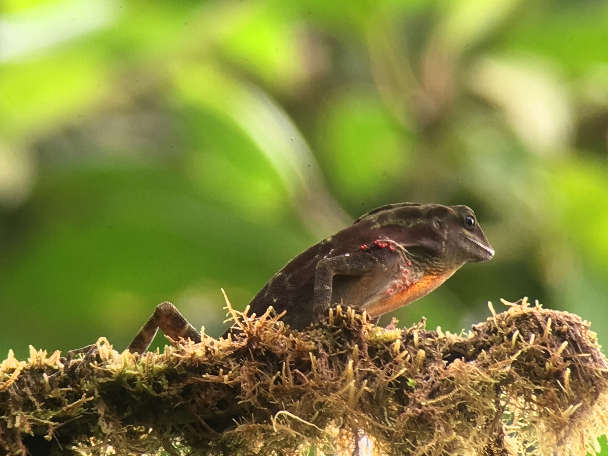 Kuna Yala Anole photo 7