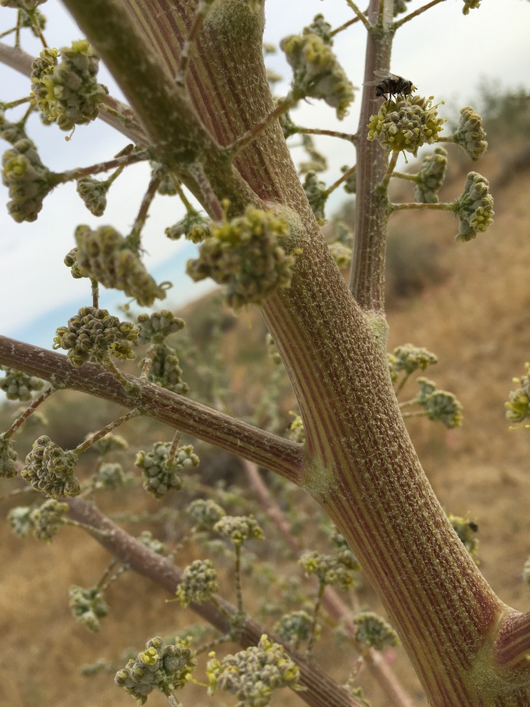 Ferula sabulosa