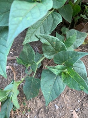 Chenopodiastrum hybridum