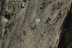 Hamadryas glauconome