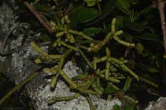 Rhipsalis teres