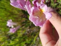 Freesia leichtlinii