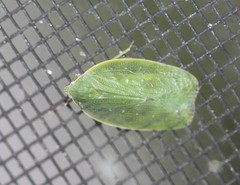 Anabunda murrayfletcheri