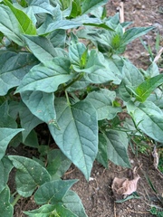 Chenopodiastrum hybridum