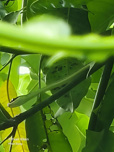 Painted Bronzeback