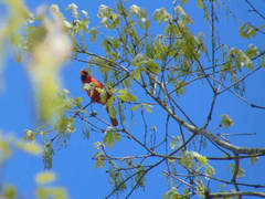 Cardinalis cardinalis