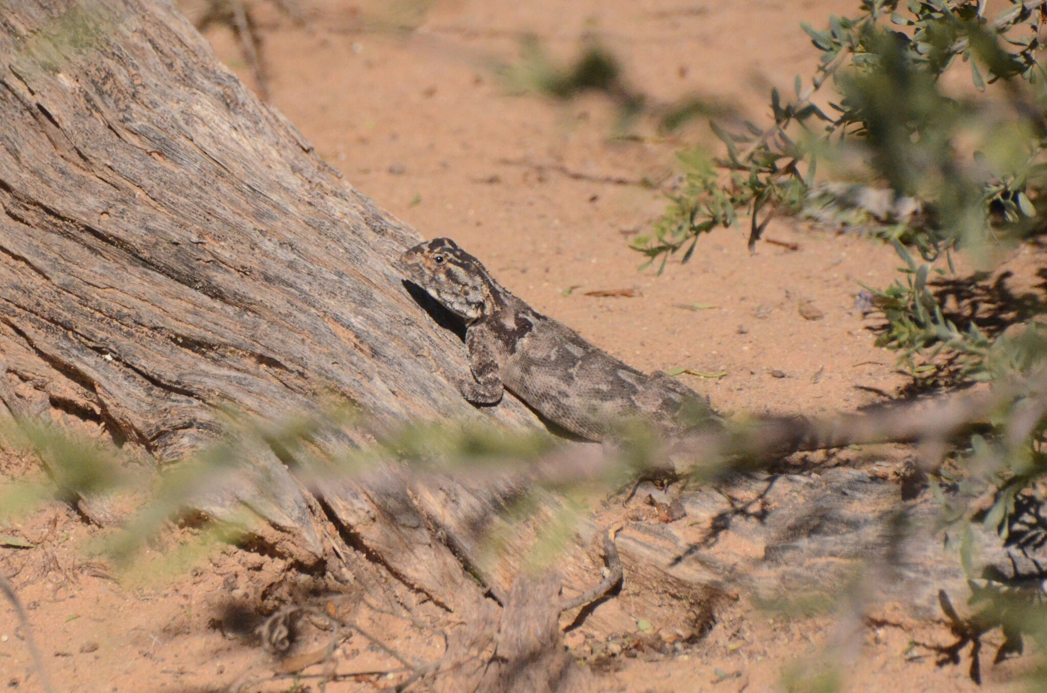 Agama aculeata Merrem, 1820