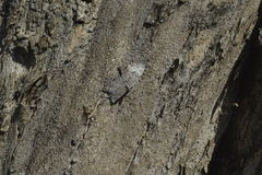 Hamadryas glauconome