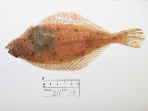 American plaice (Hippoglossoides platessoides) — Pleuronectidae — 2