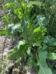 Rumex hydrolapathum