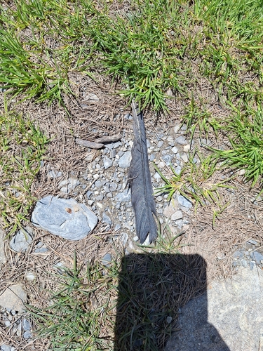 Plume de Chocard à bec jaune