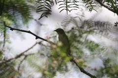 Vireo plumbeus