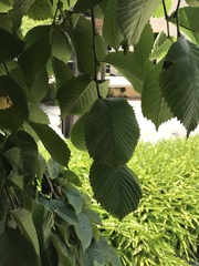 Ulmus glabra camperdownii