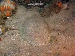 Aseraggodes lenisquamis