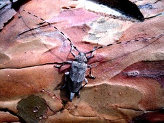 Acanthocinus aedilis