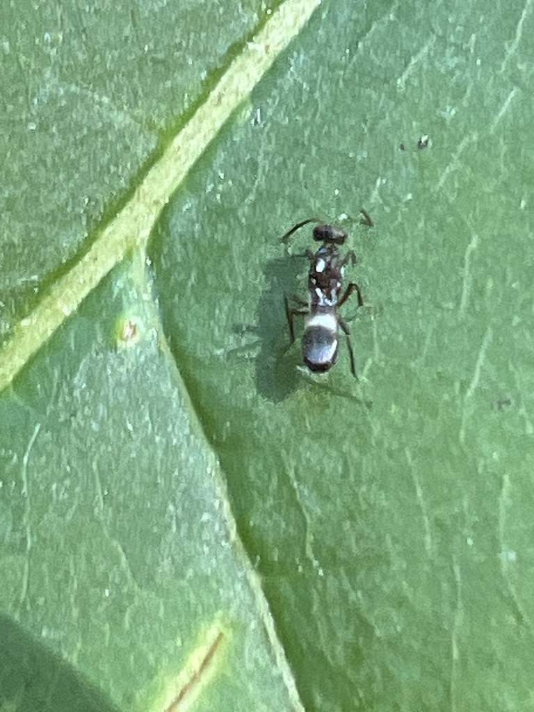 Anastatus semiflavidus