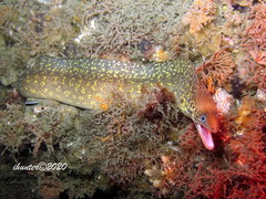 Gymnothorax cribroris