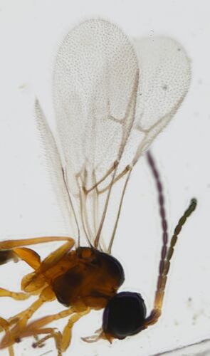 Braconid wasp