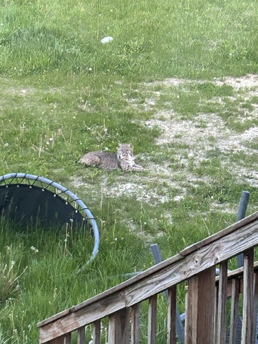 Bobcat photographed in Iowa