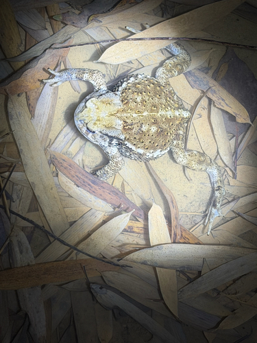 Asiatic Toad