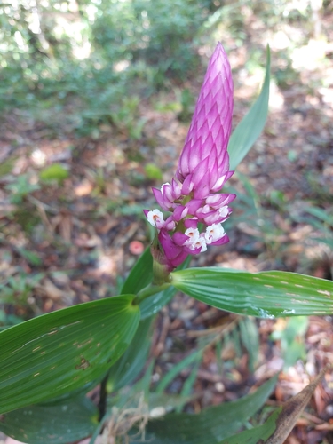 Elleanthus glaucophyllus Schltr.
