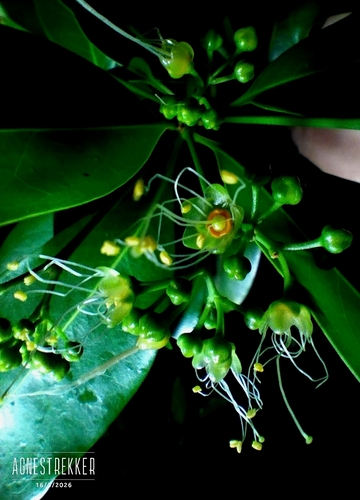 Ixonanthes observed 2026-05-16